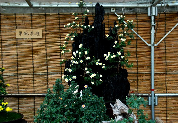 　　菊 花 展_b0093754_004083.jpg