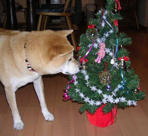 2006年11月27日(月)・・・クリスマスツリー_f0060461_17201896.jpg
