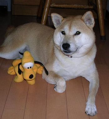 2006年11月27日(月)・・・クリスマスツリー_f0060461_17262393.jpg