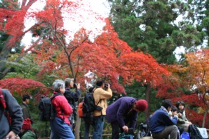 高尾山の紅葉_e0056370_20415447.jpg