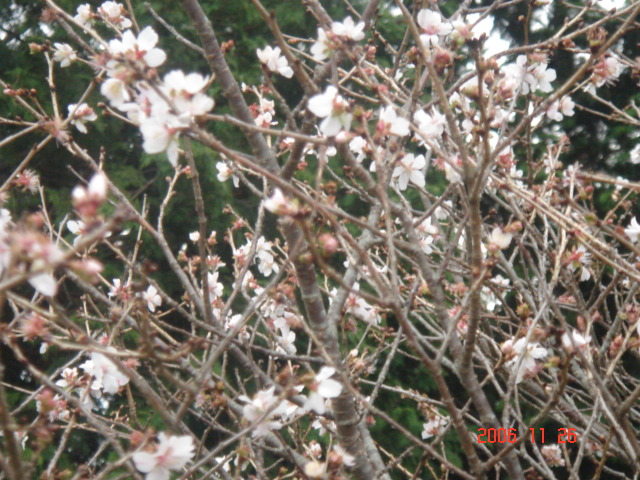 冬桜_e0039871_23285677.jpg