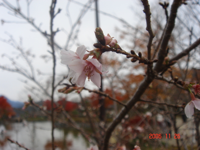 冬桜_e0039871_23292283.jpg