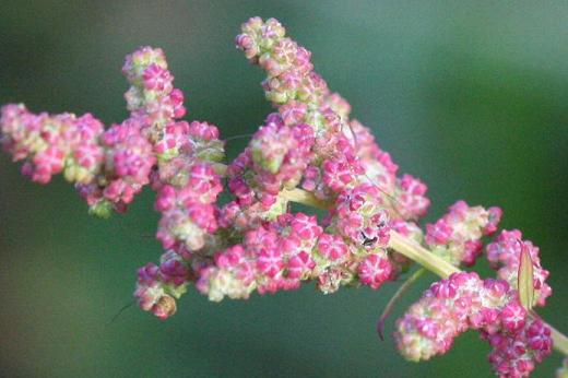 アカザ科（Chenopodiaceae）_e0031500_150562.jpg