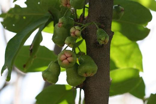 フトモモ科 Myrtaceae えるだまの植物図鑑 フトモモ科 Myrtaceae えるだまの植物図鑑