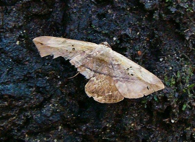 昆虫ブログ むし探検広場