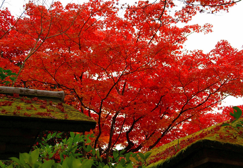 茶人の趣？　～光悦寺～_b0109942_0252951.jpg