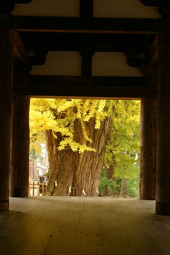 新宮熊野神社　長床 その４_f0048546_736359.jpg