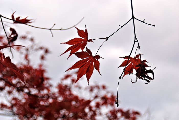 紅葉　相楽園_e0053660_20391279.jpg