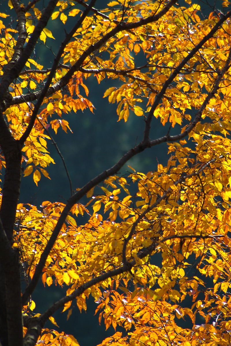 城峰公園の冬桜と紅葉（２）_b0104774_20373657.jpg