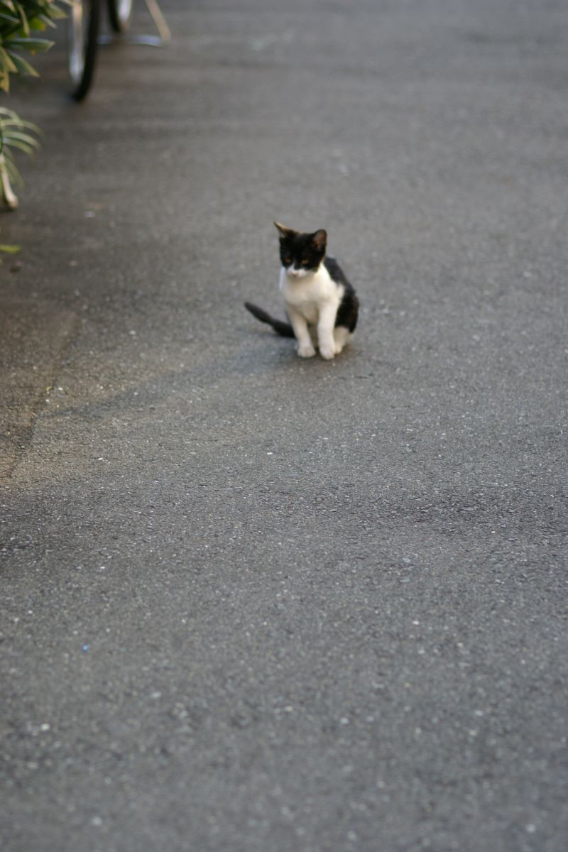 きょうのねこ　－中崎町のちびちゃんー_d0079278_22264393.jpg