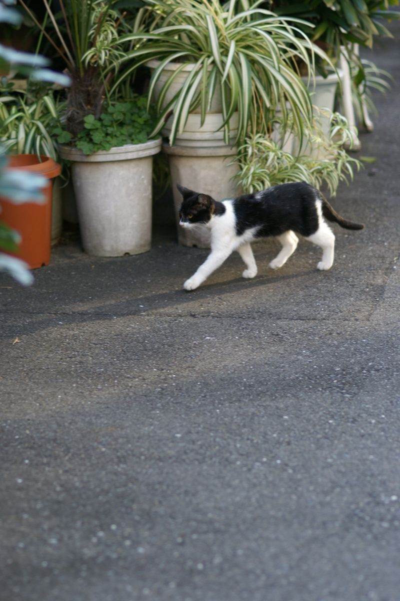 きょうのねこ　－中崎町のちびちゃんー_d0079278_2227285.jpg