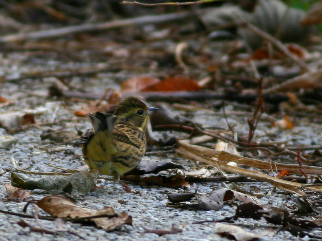 a0052080_2027746.jpg
