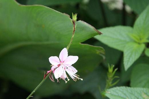 アカバナ科 Onagraceae えるだまの植物図鑑