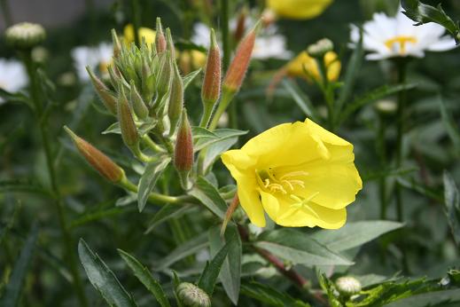 アカバナ科 Onagraceae えるだまの植物図鑑