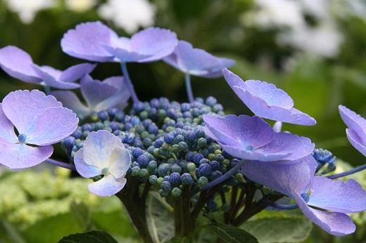 アジサイ科（Hydrangeaceae） : えるだまの植物図鑑