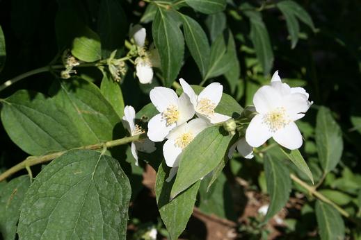 アジサイ科（Hydrangeaceae）_e0031500_8383488.jpg