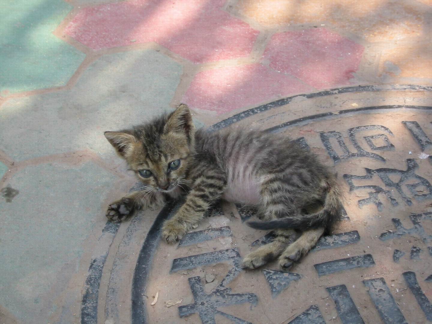 06年9月14日 木 景洪からバスで猛腊へ 旅 ときどき猫 06年9月14日 木 景洪からバスで猛腊へ 旅 ときどき猫