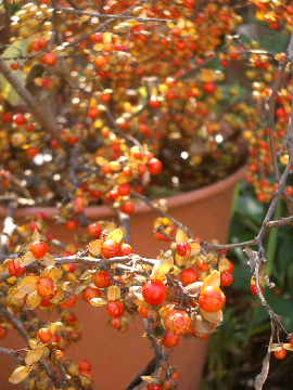 今の庭 7　 giardino della casa mia⑦ _c0086221_20372039.jpg