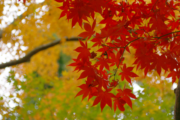 重要文化財安藤家住宅の紅葉_f0081726_1925239.jpg