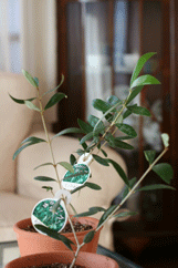 d0033230_2052147.gif