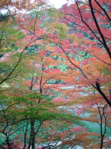 京都宇治川沿いの紅葉_b0009845_1294775.jpg