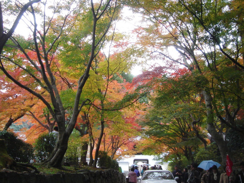 京都宇治川沿いの紅葉_b0009845_2495779.jpg