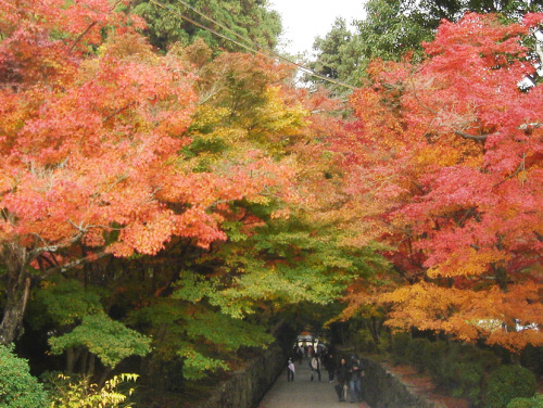 京都宇治川沿いの紅葉_b0009845_2504045.jpg