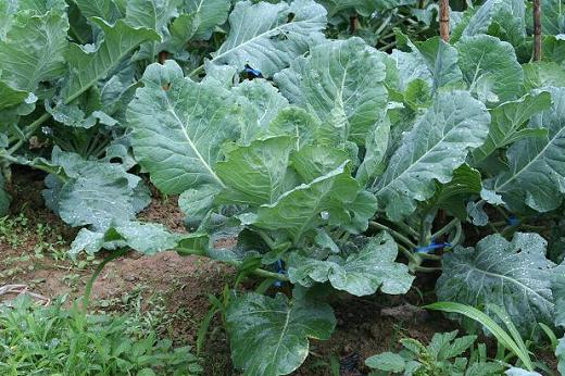 アブラナ科 Brassicaceae えるだまの植物図鑑