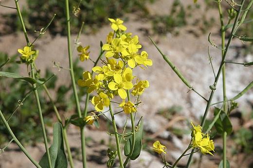 アブラナ科 Brassicaceae えるだまの植物図鑑