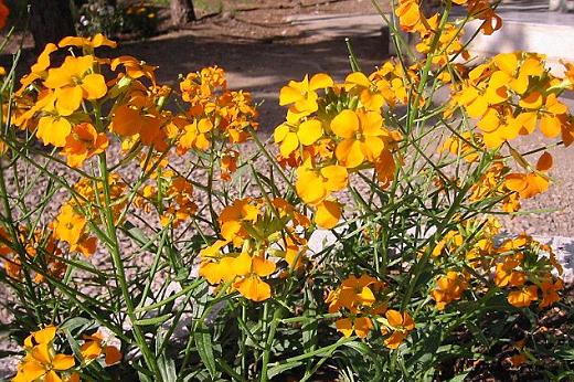 アブラナ科 Brassicaceae えるだまの植物図鑑