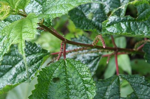 イラクサ科 Urticaceae えるだまの植物図鑑