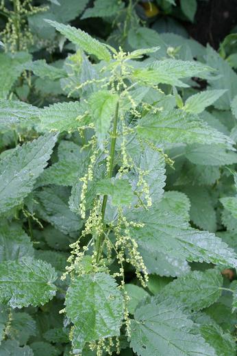 イラクサ科 Urticaceae えるだまの植物図鑑
