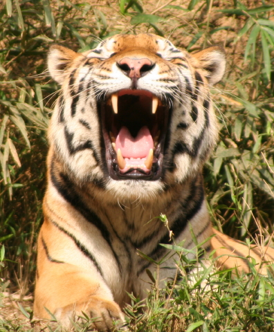 bigtiger.s_e0086860_0273558.jpg