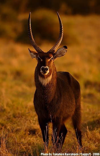  Safari in Kenya その4_f0117665_20242449.jpg