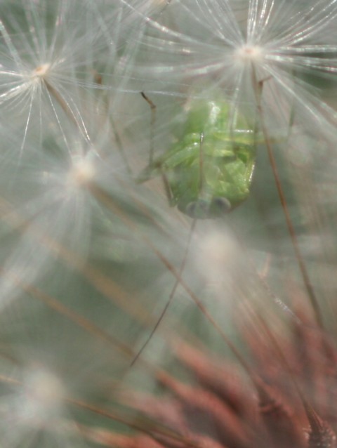 カメムシの仲間かな_b0088772_2145184.jpg