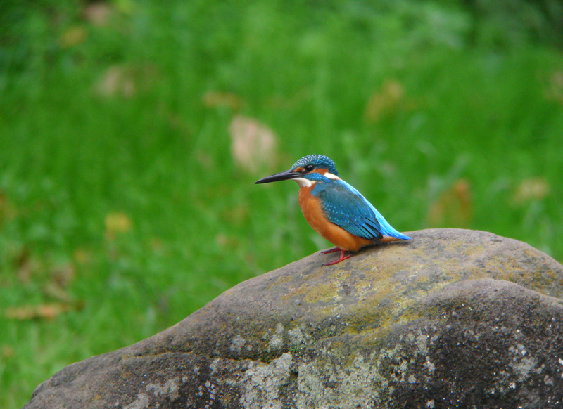 水辺の宝石カワセミ　_f0055184_2264783.jpg