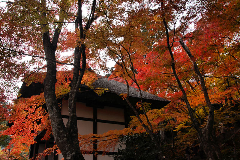 常寂光寺　Ⅱ_a0054899_8401743.jpg