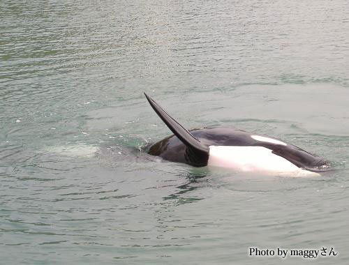 No 137 シャチのナミちゃん From Maggyさん 水族館ふりーく No 137 シャチのナミちゃん From Maggyさん 水族館ふりーく