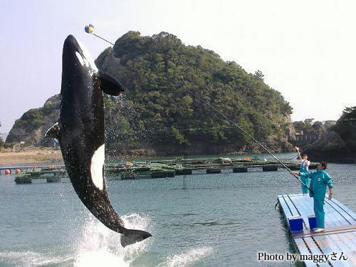 No:137 『シャチのナミちゃん』 from maggyさん : 水族館ふりーく