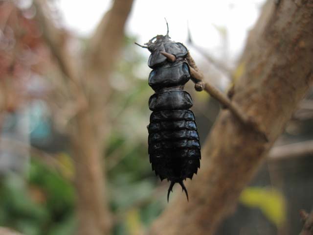 ザクロの小枝に貼り付けにされた昆虫 : 昆虫ブログ むし探検広場