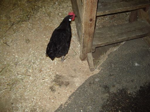 おいでよ動物の森へ 2_e0101819_155884.jpg
