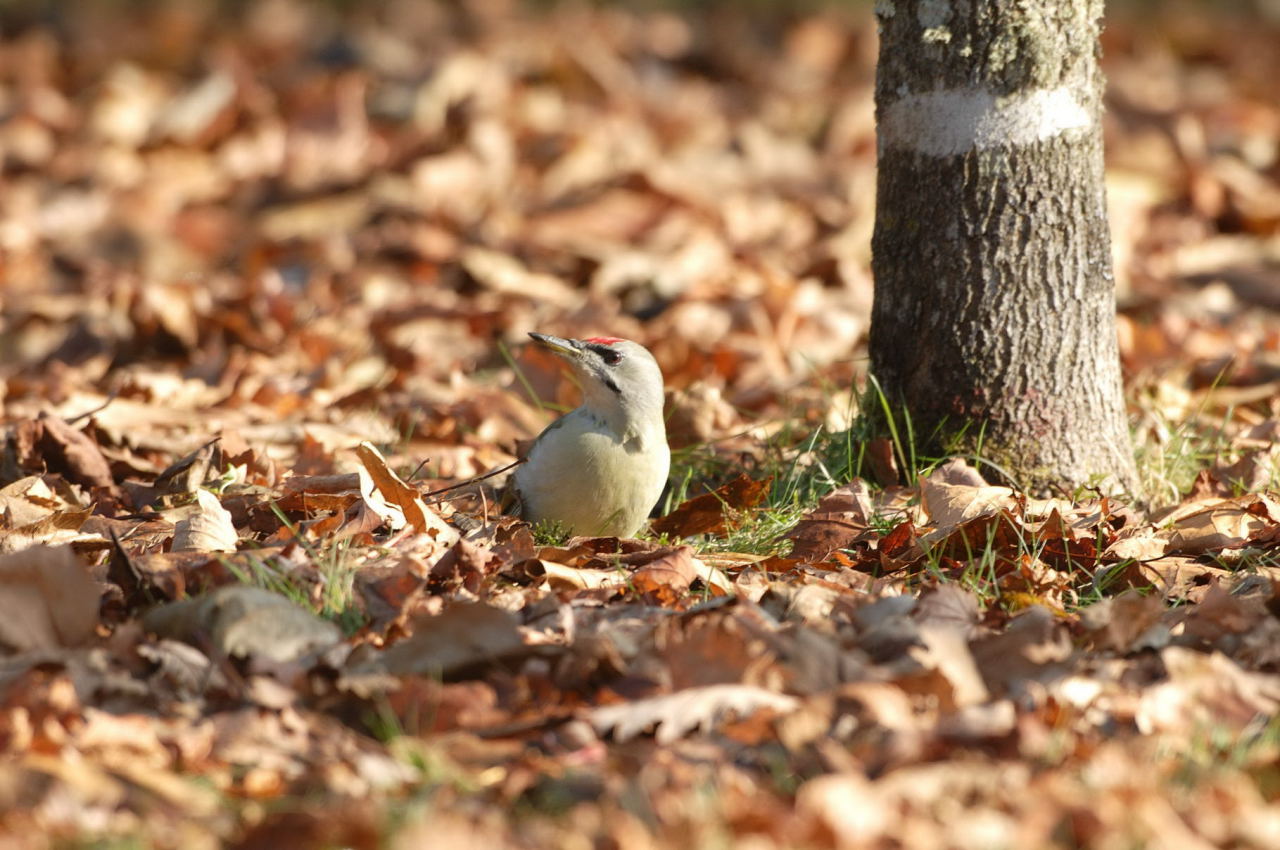 山啄木鳥（ヤマゲラ）_e0065438_1810645.jpg