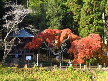 11月29日 中釜戸のシダレモミジの紅葉 いわき市の四季観光ブログ 11月29日 中釜戸のシダレモミジの紅葉 いわき市の四季観光ブログ