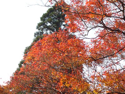 紅葉を求めて錦秋の京へvol.2 - 栂尾高山寺_c0057946_16323442.jpg