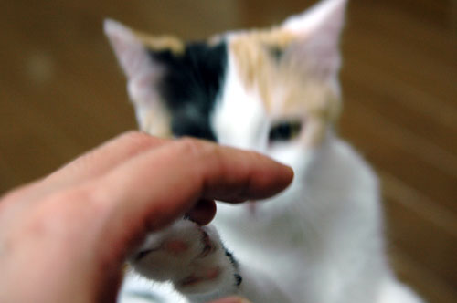 噛み猫・瞳子さん_d0084952_1527059.jpg