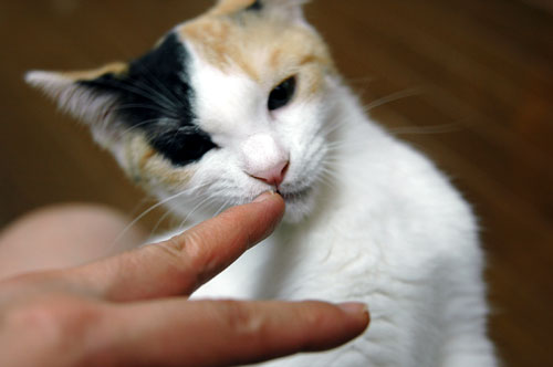 噛み猫・瞳子さん_d0084952_15275662.jpg