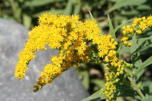 キク科 Compositae １ えるだまの植物図鑑