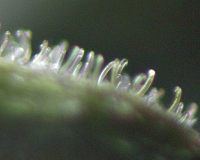 e0035757_21273535.jpg