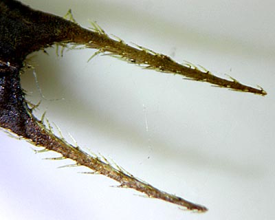 e0035757_21313583.jpg