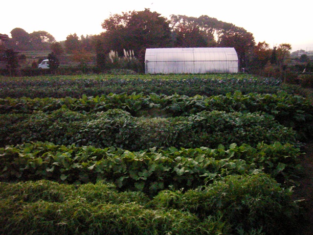 『暖冬注意報！』冬野菜を食べるなら今です!!_a0083871_0543295.jpg